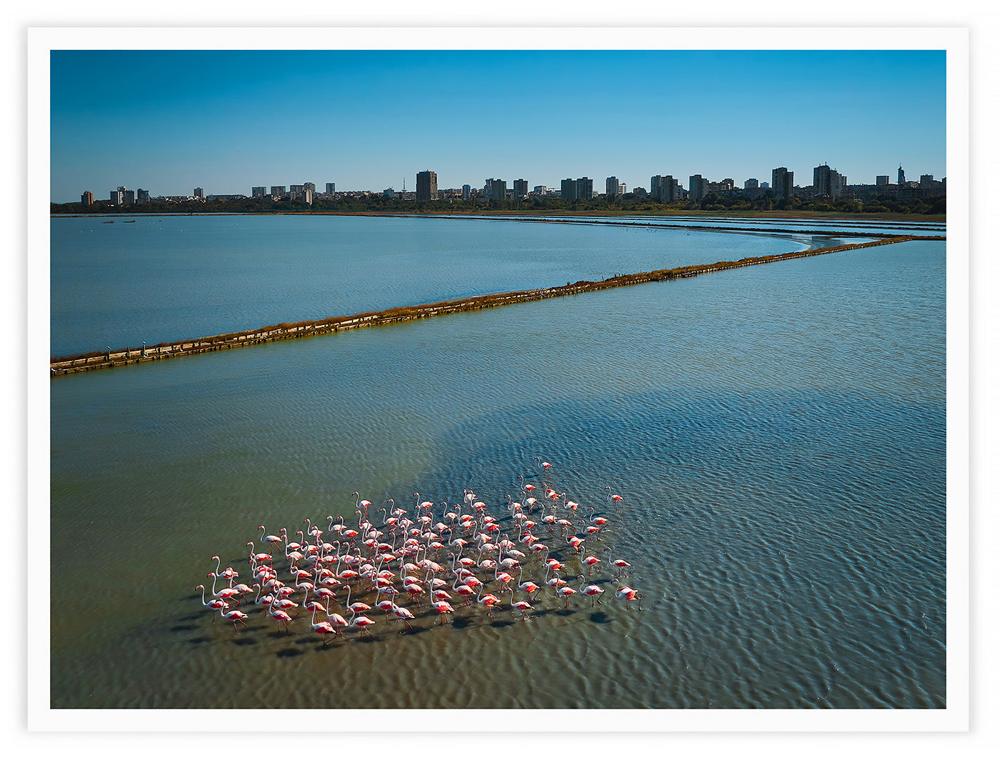 FLAMINGO LAKE, 2026